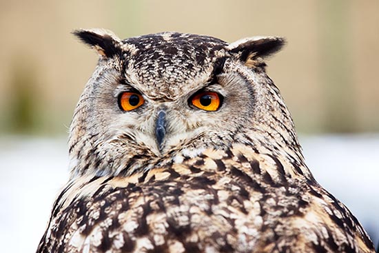 Northern Spotted Owl Decision